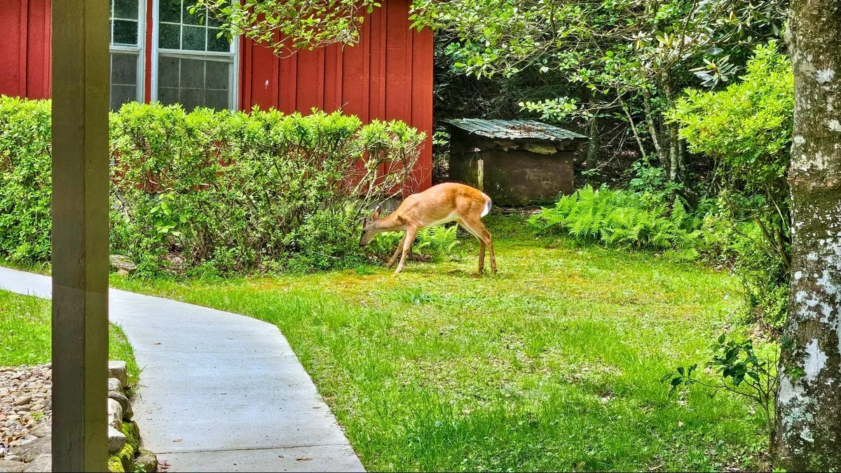 Another view of the property’s exterior featuring a deer near a red building, cushioned by green shrubs. The calm setting highlights both wildlife observation and the gentle serenity of the grounds.