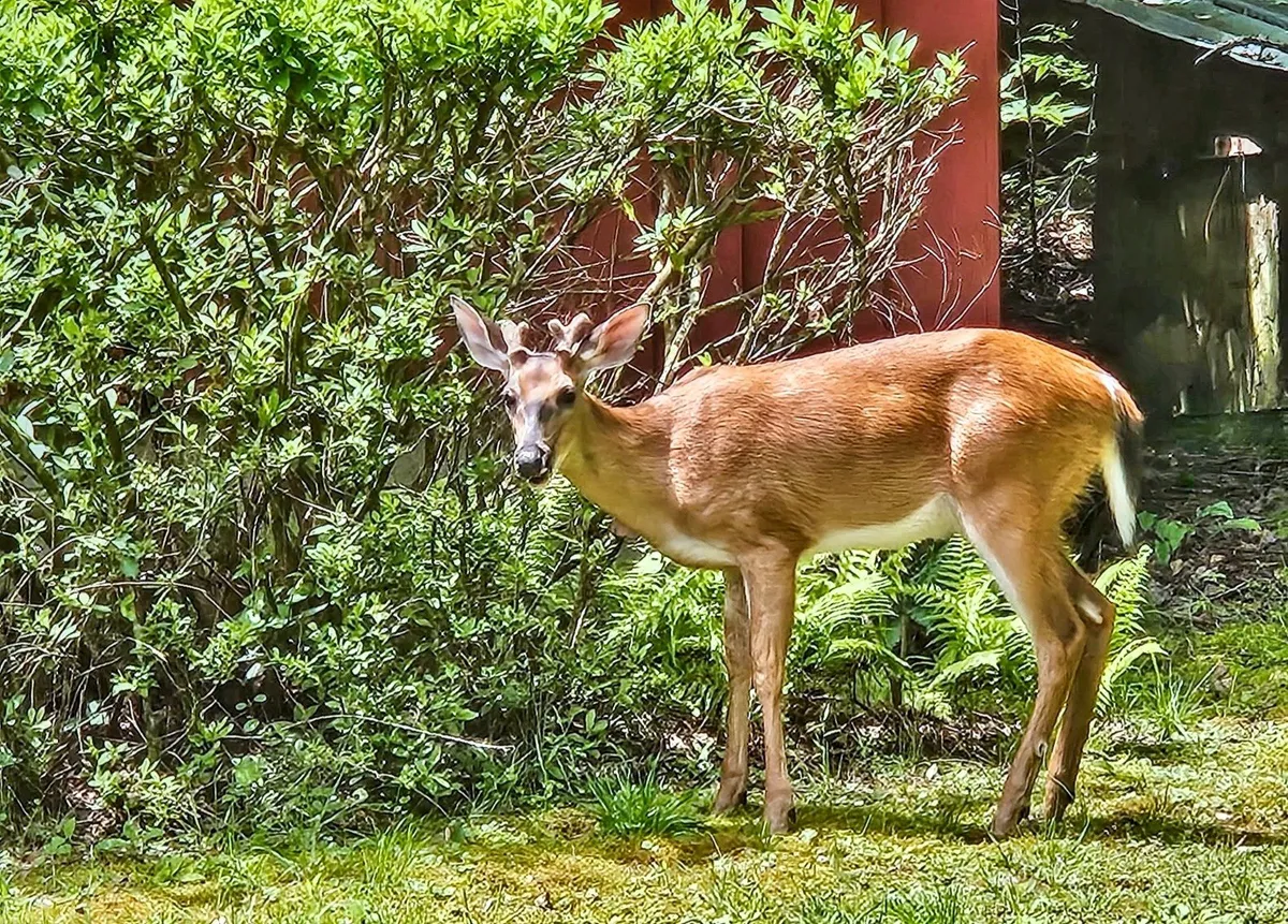 A serene woodland scene with a deer standing quietly amidst lush green foliage, with a red structure partially visible in the background. The setting invites wildlife observation and emphasizes the property's close proximity to unspoiled nature.